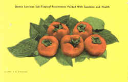 Damio Luscious Sub-Tropical Persimmons Packed With Sunshine And Health Flowers Postcard Postcard