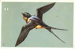 Barn Swallow Birds Postcard Postcard