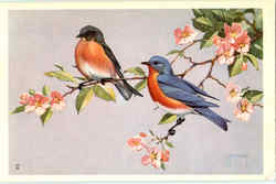 Eastern Bluebird Birds Postcard Postcard