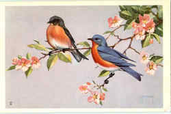 Eastern Bluebird Postcard