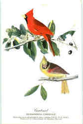 Richmondena Cardinal Postcard