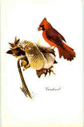 Cardinal Birds Postcard Postcard