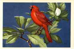 Cardinal Birds Postcard Postcard