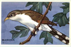 Yellow Billed Cuckoo Birds Postcard Postcard