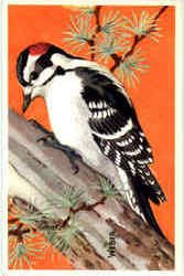 Downy Woodpecker Birds Postcard Postcard