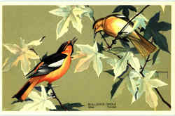 Bullock's Oriole Birds Postcard Postcard