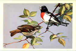 Rose-Breasted Grosbeak Birds Postcard Postcard