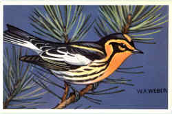 Blackburnian Warbler Postcard