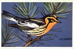 Blackburnian Warbler Birds Postcard Postcard