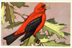 Scarlet Tanager Birds Postcard Postcard