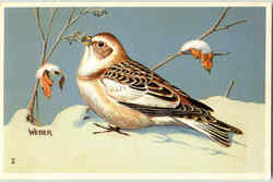 Eastern Snow Bunting Birds Postcard Postcard