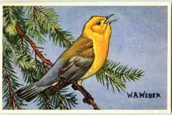 Prothonotary Warbler Birds Postcard Postcard