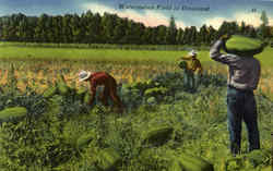 Watermelon Field In Dixieland Postcard