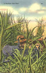 A Machine Gun Nest Postcard