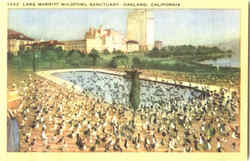 Lake Merritt Wildfowl Sanctuary Postcard