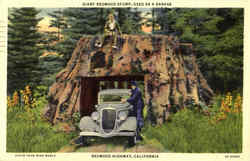 Giant Redwood Stump Used As Garage Redwood Highway, CA Postcard Postcard