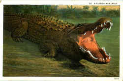 A Florida Man-Eater Postcard
