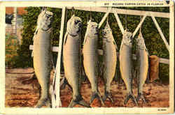Record Tarpon Catch In Florida Postcard