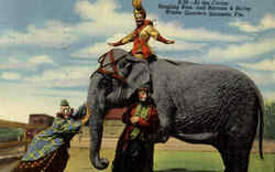 At The Circus Postcard