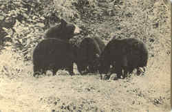 Mother Bear And Three Cubs Mother Bear And Three Cubs