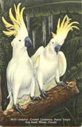 Sulphur Crested Cockatoos, Parrot Jungle Miami, FL Postcard Postcard