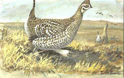 Sharp Tailed Grouse Postcard