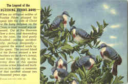 The Legend Of The Bleeding Heart Dove Postcard