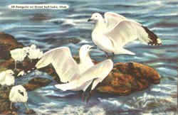 Stock #41948 Thumbnail