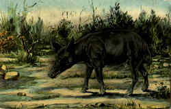 A Florida Razor Back Postcard