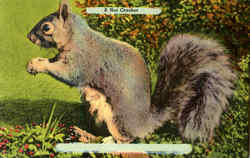 A Nut Cracker Postcard