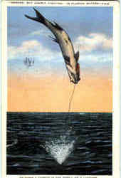 Hooked But Gamely Fighting Postcard