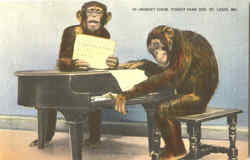 Monkey Show, Forest Park Zoo Postcard