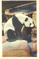 Panda Bear Postcard