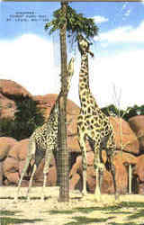 Giraffes, Forest Park Zoo St. Louis, MO Postcard Postcard