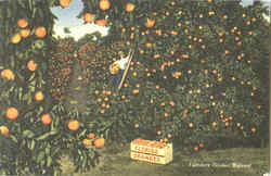 Florida's Golden Harvest Postcard