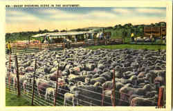 Sheep Shearing Scene In The Southwest, P.O. Box 35 Highland Pk Postcard
