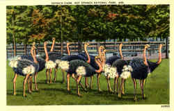 Ostrich Farm , Hot Springs National Park Postcard