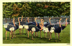 Ostrich Farm , Hot Springs National Park Postcard Postcard