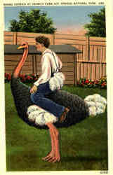 Riding Ostrich At Ostrich Farm, Hot Springs National Park Postcard Postcard