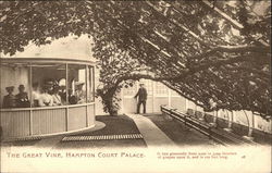 The Great Vine - Hampton Court Palace Gardens Surrey, UK Postcard Postcard Postcard