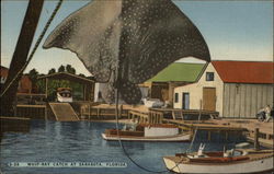 Whip-Ray Catch Postcard