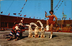 Renee's Canine Cadets at The Circus Hall of Fame Postcard
