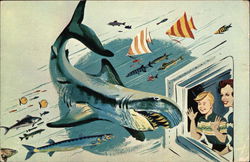 Miami Seaquarium Postcard