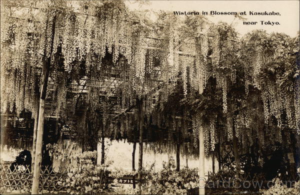 Wisteria in Blossom at Kasukabe Japan