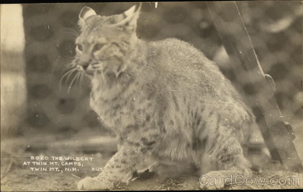 Bozo the Cat at Twin Mountain Camps, Twin Mountain, N.H.