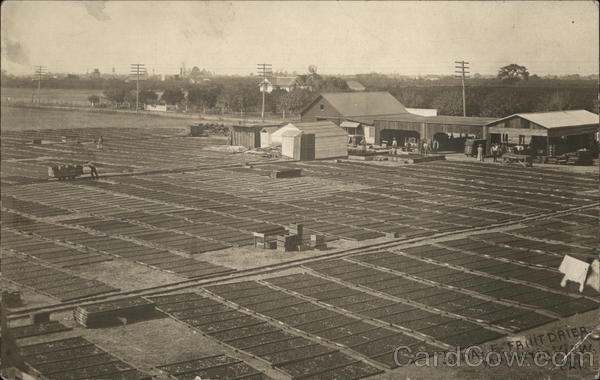 Drying Apricots J. J. Dale Fruit Farm Mountain View California