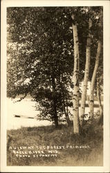 View of the Forest Primeval Eagle River, WI Postcard Postcard Postcard