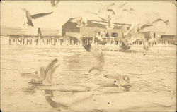 Seagulls Landing on Water Birds Postcard Postcard Postcard