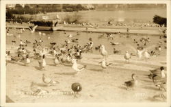 Bird Refuge on Lake Merritt Oakland, CA Postcard Postcard Postcard