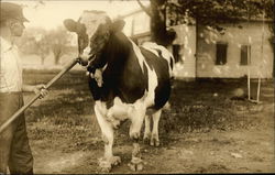 Farmer Showing Steer Postcard